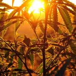 5 Fun Facts About Hemp