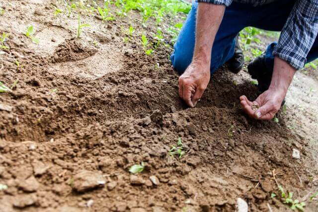 The Amazing Health Benefits of Gardening