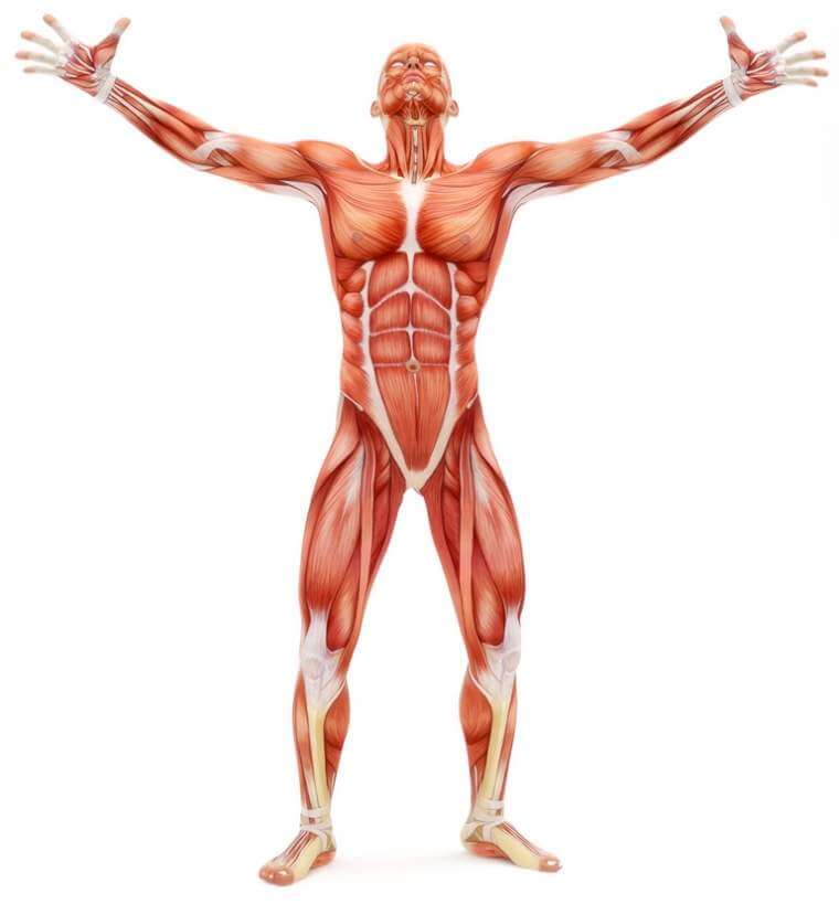 Rejuvenate Your Physique: Information to Understanding Regenerative Medication